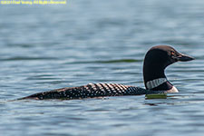 loon