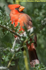 male cardinal