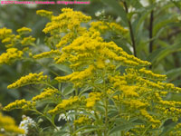 goldenrod