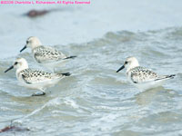 sandpipers