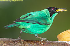 tanager