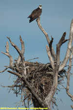 osprey nest
