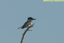 belted kingfisher