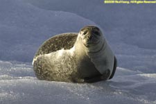 seal