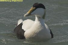 male eider duck