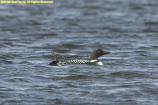 common loon
