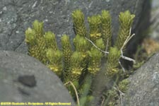 fir clubmoss