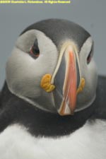 puffin face