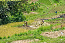 rice farming