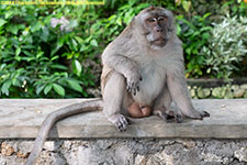 male monkey