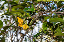 fruit eaten by sifakas