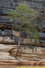 tree on cliff