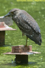 juvenile heron