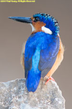 kingfisher