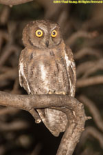 Scop's owl