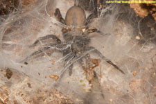 spider in web