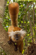 female black lemur