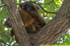 brown lemur