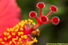 hibiscus closeup