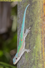 gecko