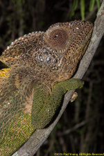 chameleon closeup