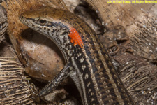 skink closeup