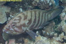 grouper