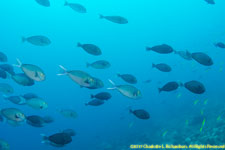 school of surgeonfish