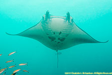 manta