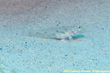 goby