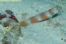 shrimp goby