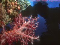 soft coral