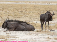 blue wildebeests