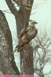 martial eagle
