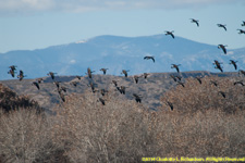 Canada geese flock