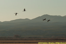 cranes flying in