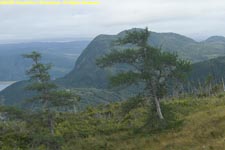 mountains and stunted trees