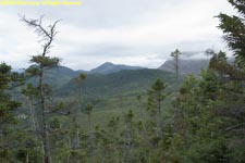 mountains and stunted trees