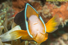 clownfish