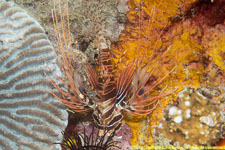 lionfish