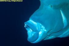 Napoleon wrasse
