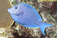 blue tang