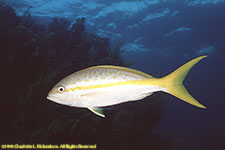 yellowtail snapper