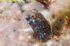 secretary blenny