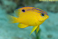 damselfish