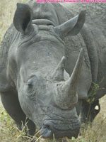 white rhino closeup