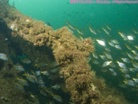 wreckage and fish