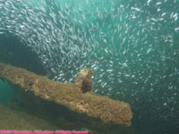 wreckage and school of fish