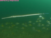 bluespotted cornetfish