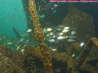 wreckage and fish
